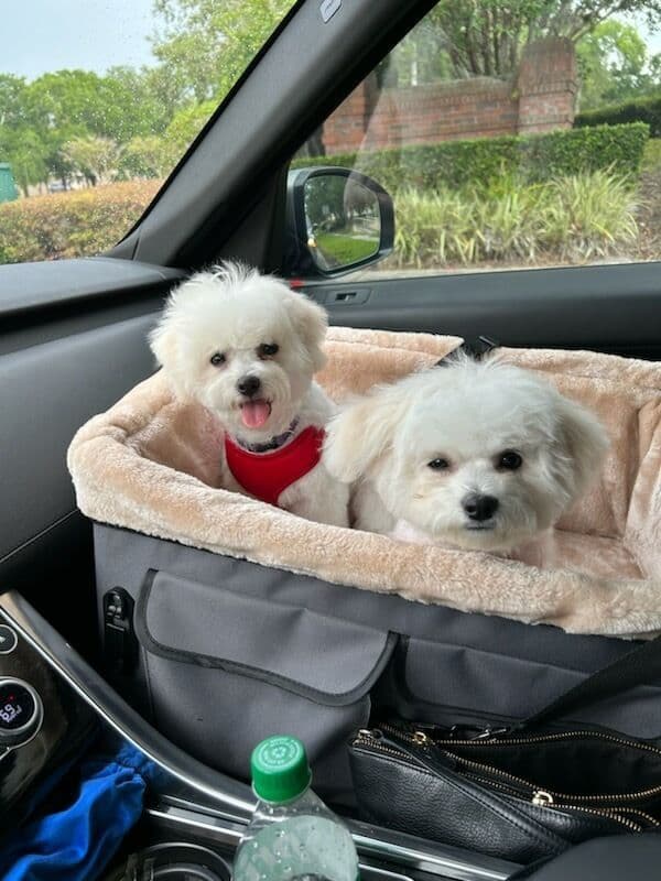 Bichon Frise Puppies breeder image 7