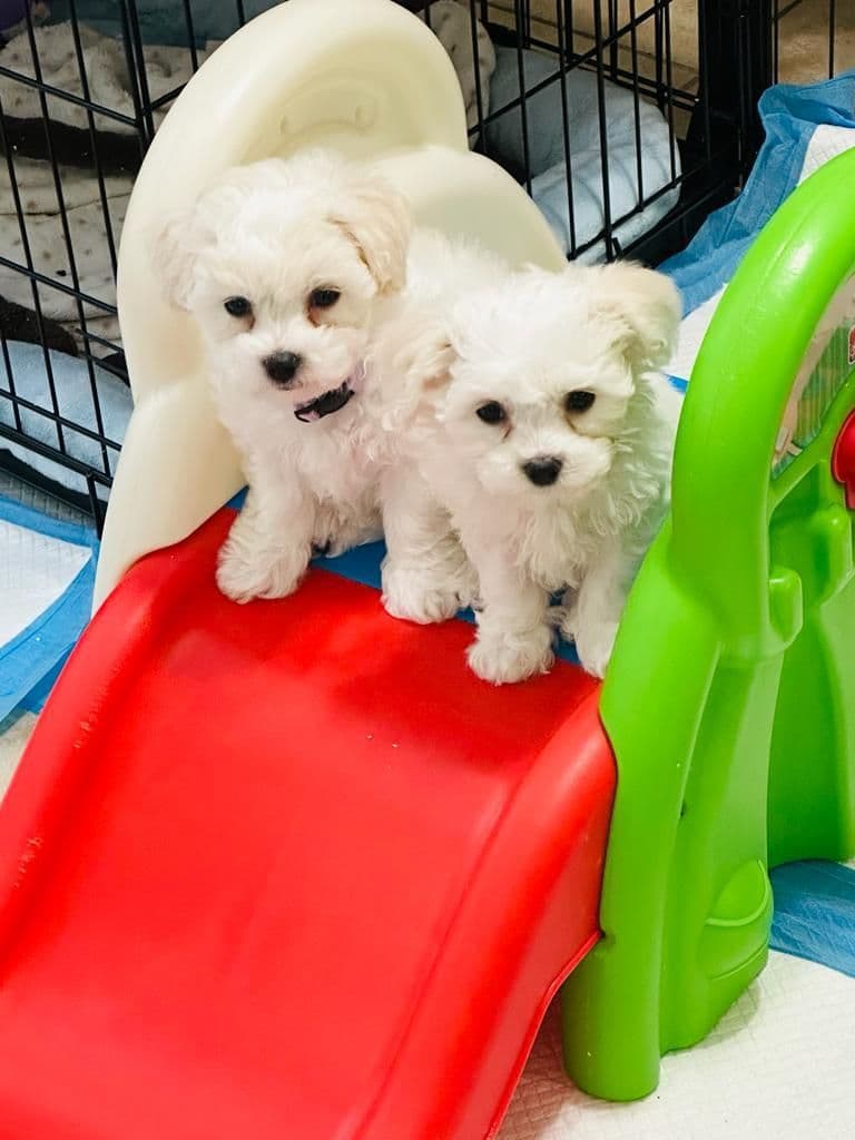Bichon Frise Puppies breeder image 6