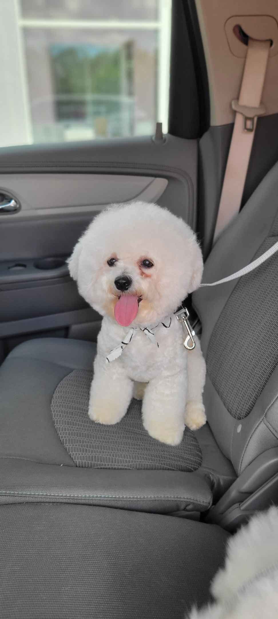 Bichon Frise Puppies breeder image 8