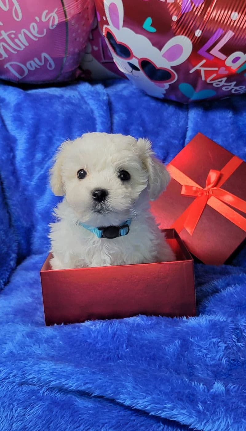 Bichon Frise Puppies breeder image 9
