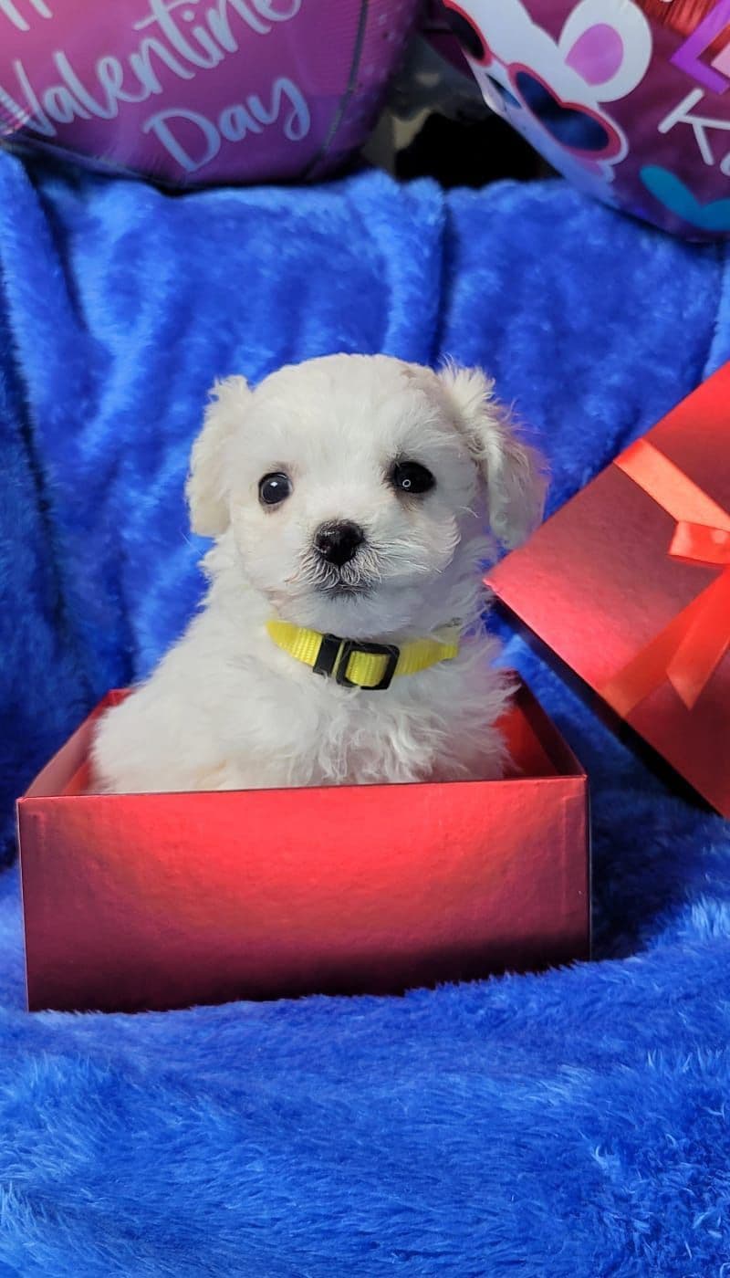 Bichon Frise Puppies breeder image 10