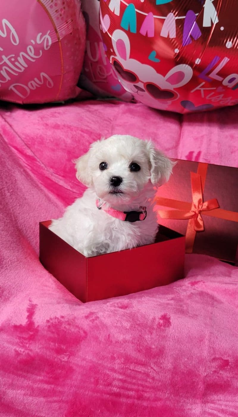 Bichon Frise Puppies breeder image 12