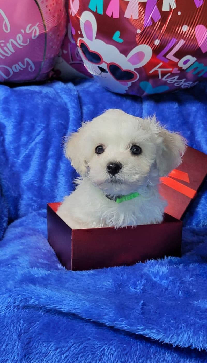 Bichon Frise Puppies breeder image 13