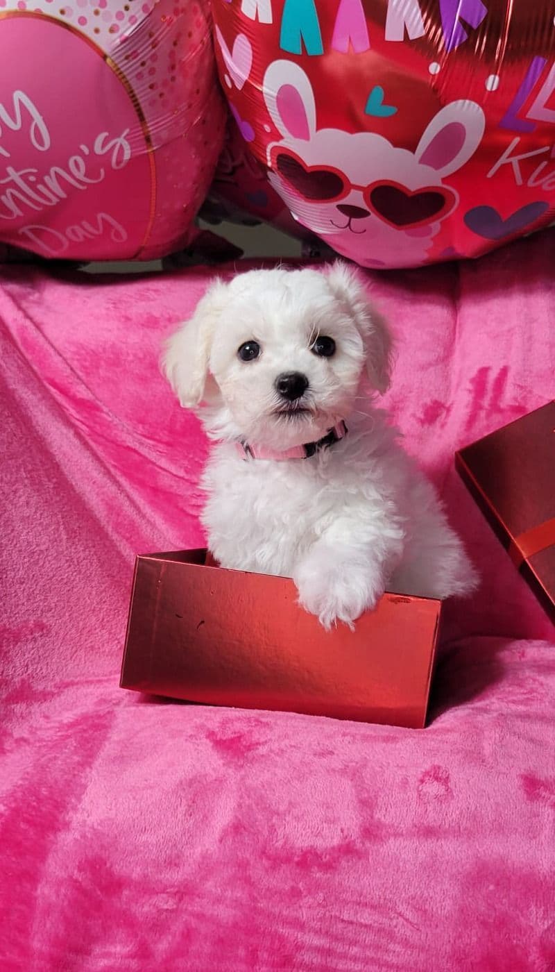 Bichon Frise Puppies breeder image 11
