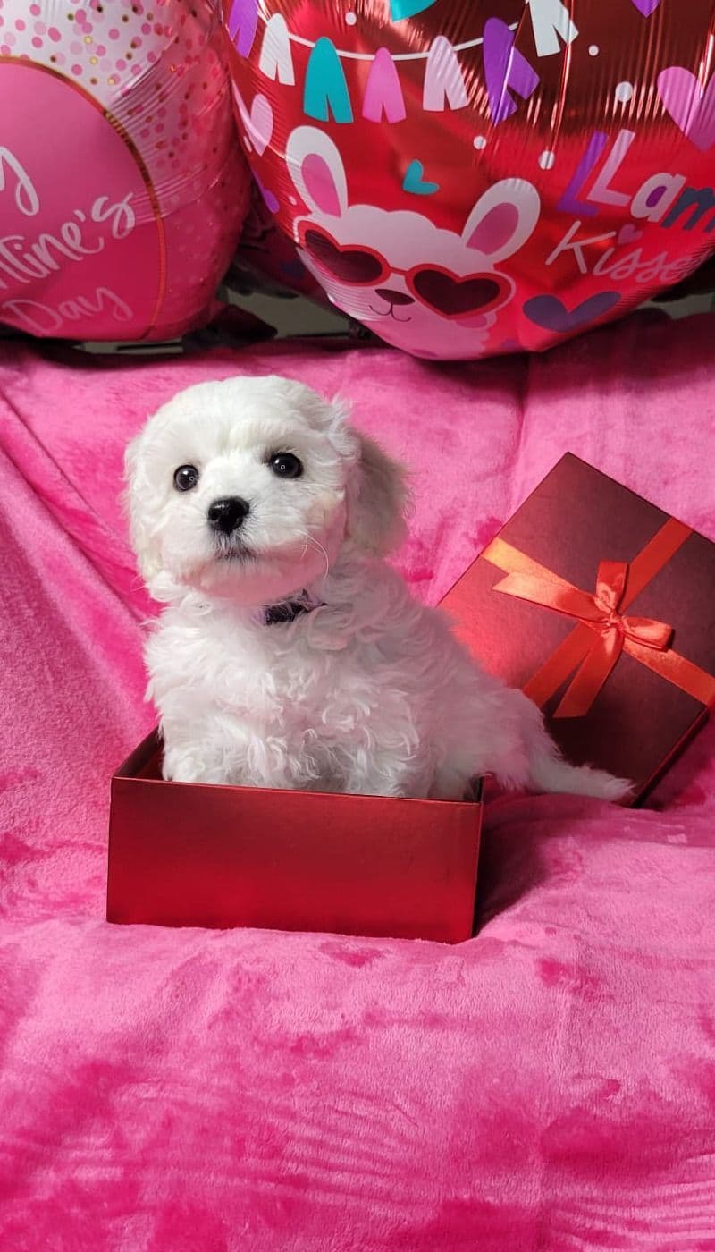 Bichon Frise Puppies breeder image 15