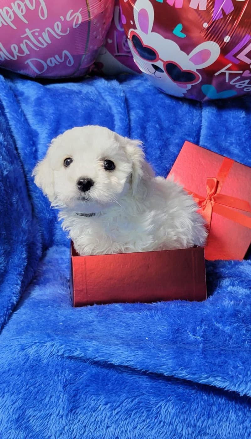 Bichon Frise Puppies breeder image 14
