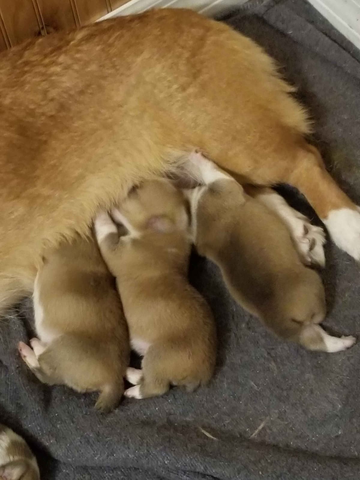 Pembroke Welsh Corgi Puppies breeder image 1