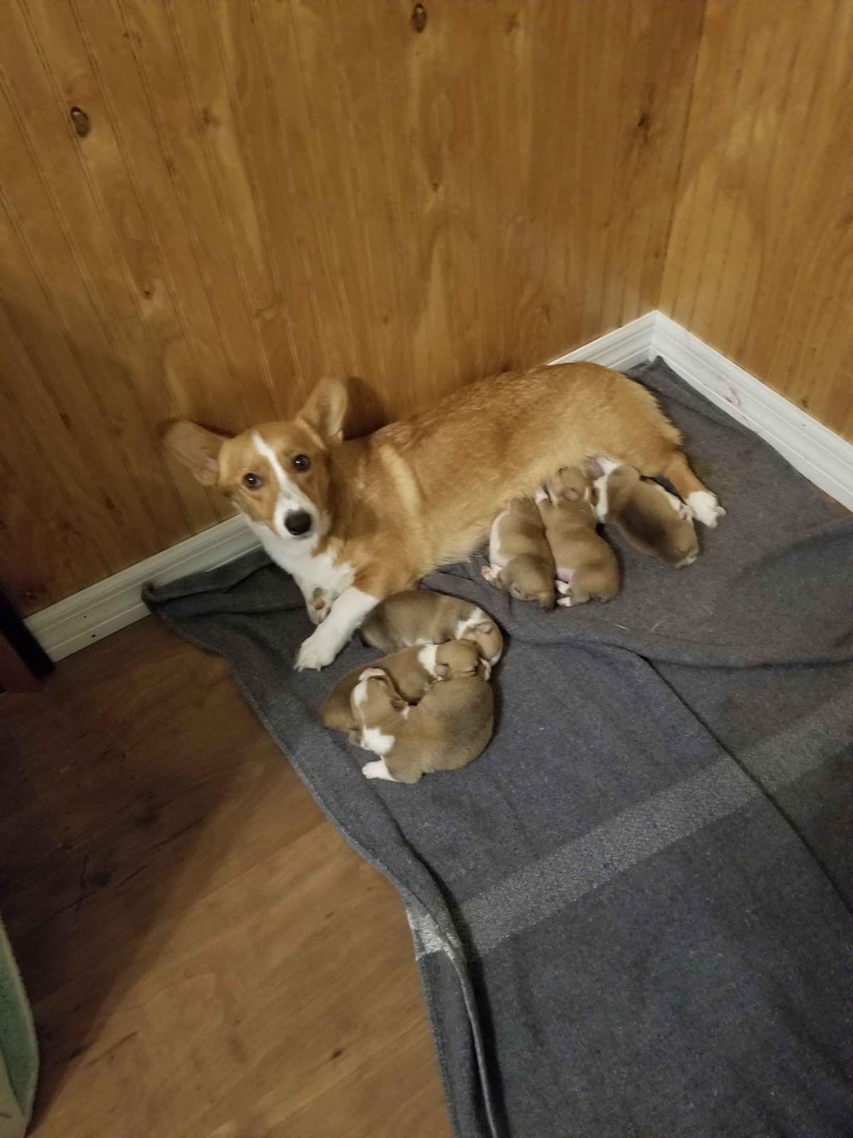 Pembroke Welsh Corgi Puppies breeder image 2