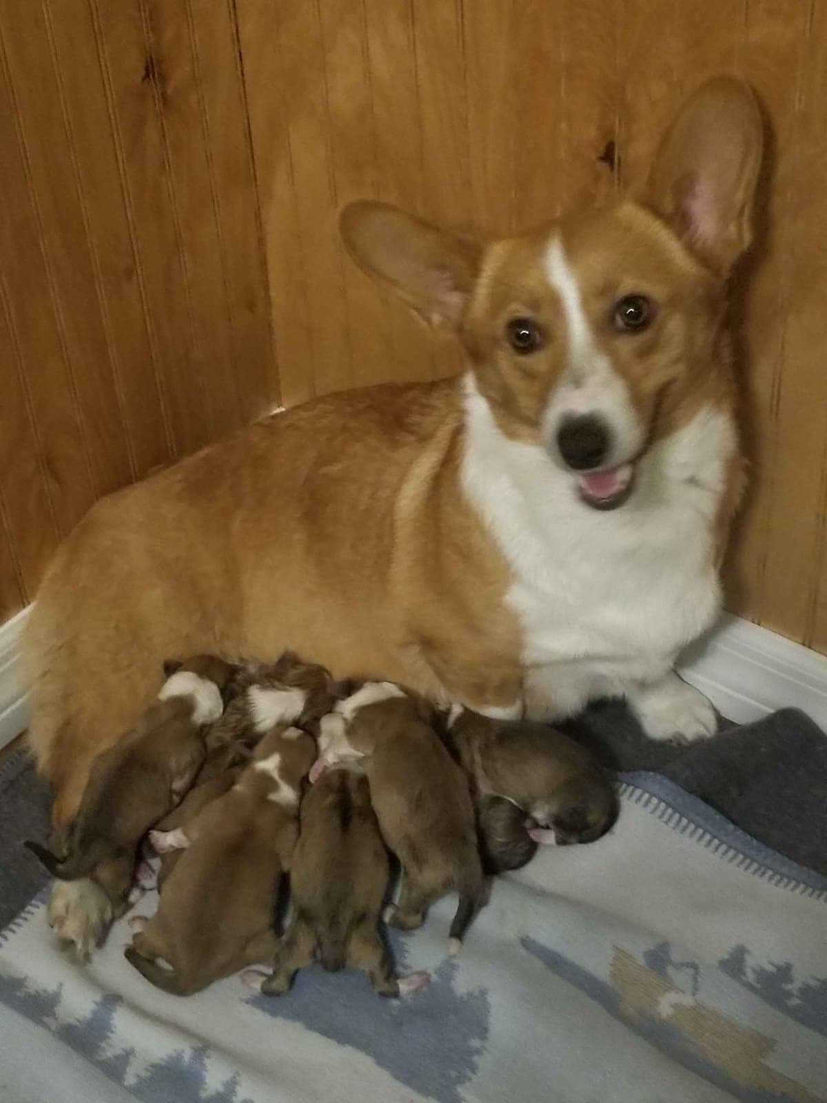 Pembroke Welsh Corgi Puppies breeder image 3