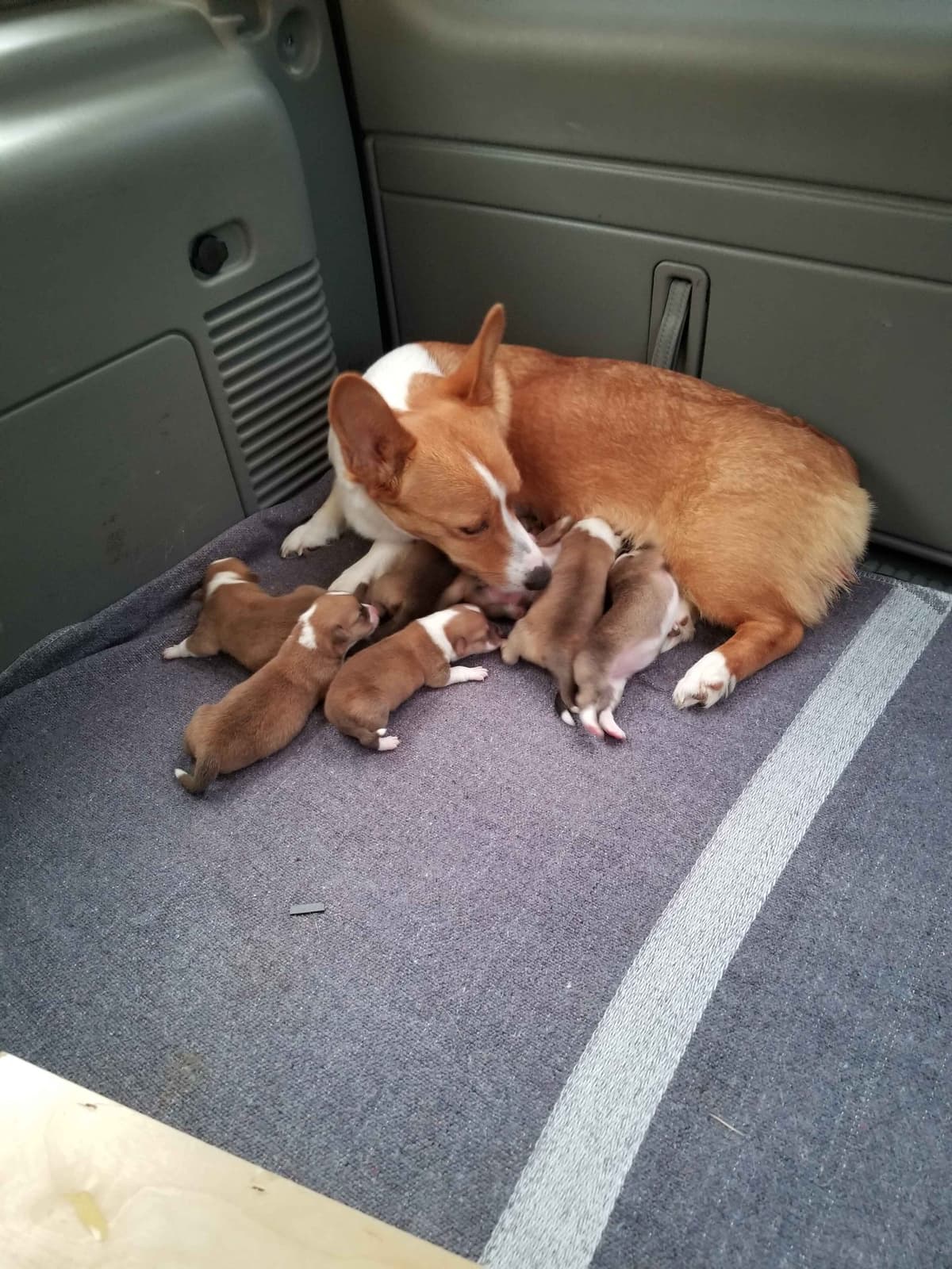 Pembroke Welsh Corgi Puppies breeder image 5