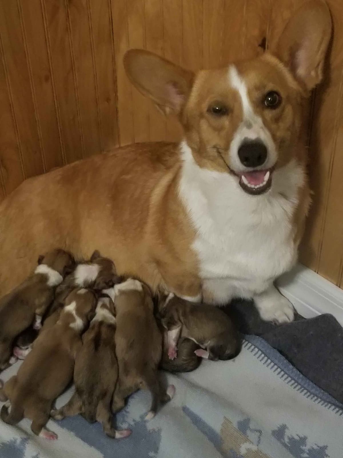 Pembroke Welsh Corgi Puppies breeder image 6