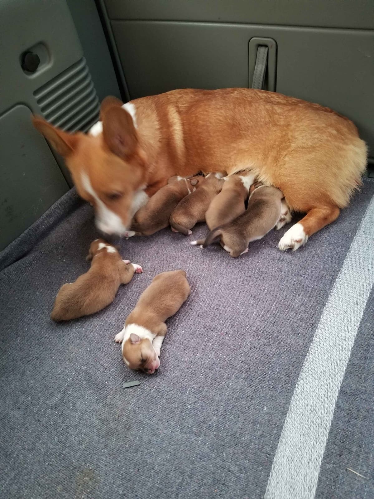 Pembroke Welsh Corgi Puppies breeder image 7