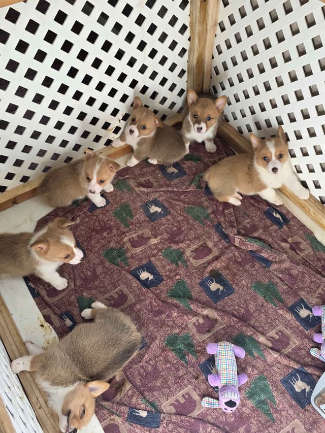 Pembroke Welsh Corgi Puppies media 2