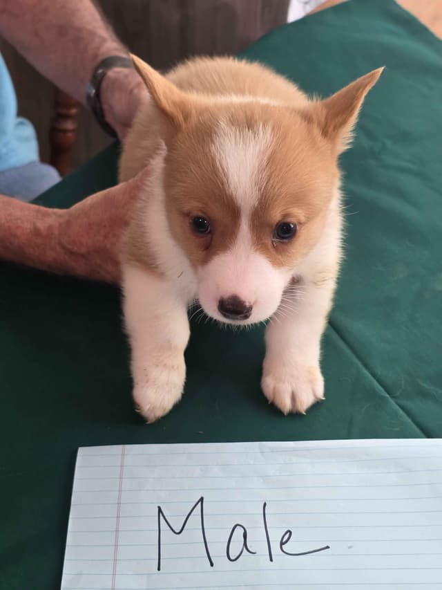 Pembroke Welsh Corgi Puppies media 3