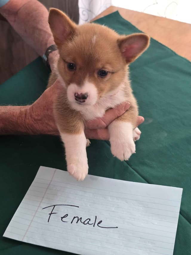 Pembroke Welsh Corgi Puppies media 4