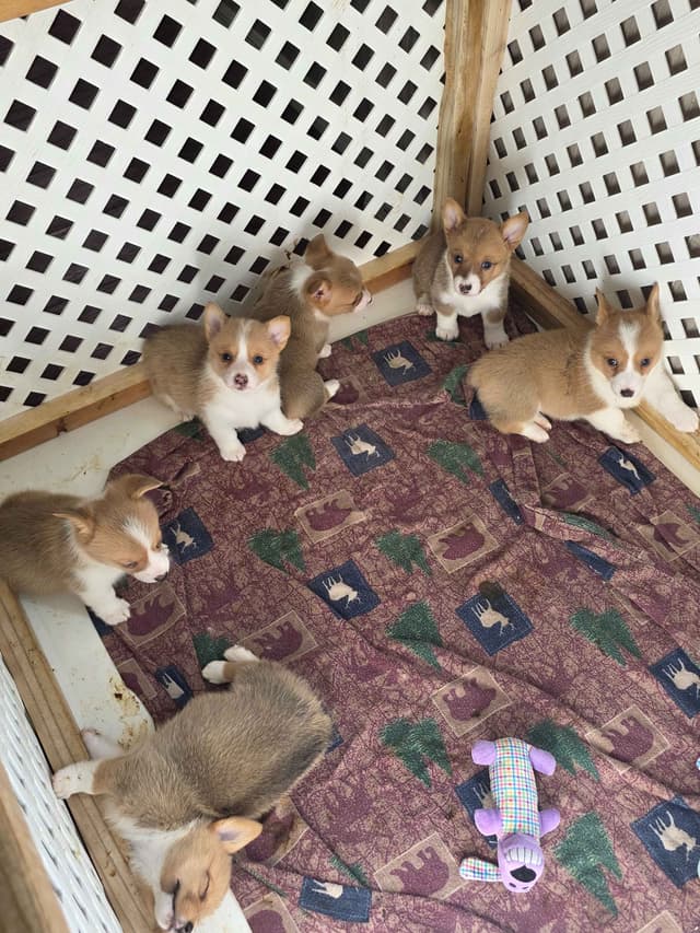 Pembroke Welsh Corgi Puppies media 5