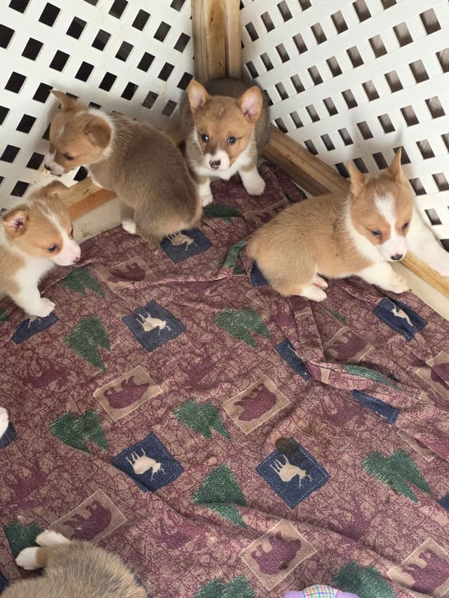 Pembroke Welsh Corgi Puppies media 6