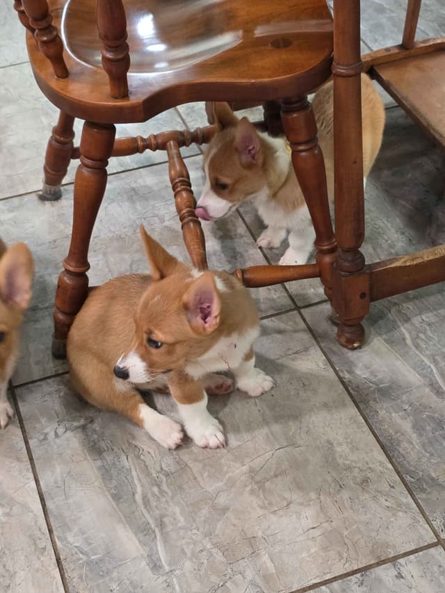 Pembroke Welsh Corgi Puppies media 7