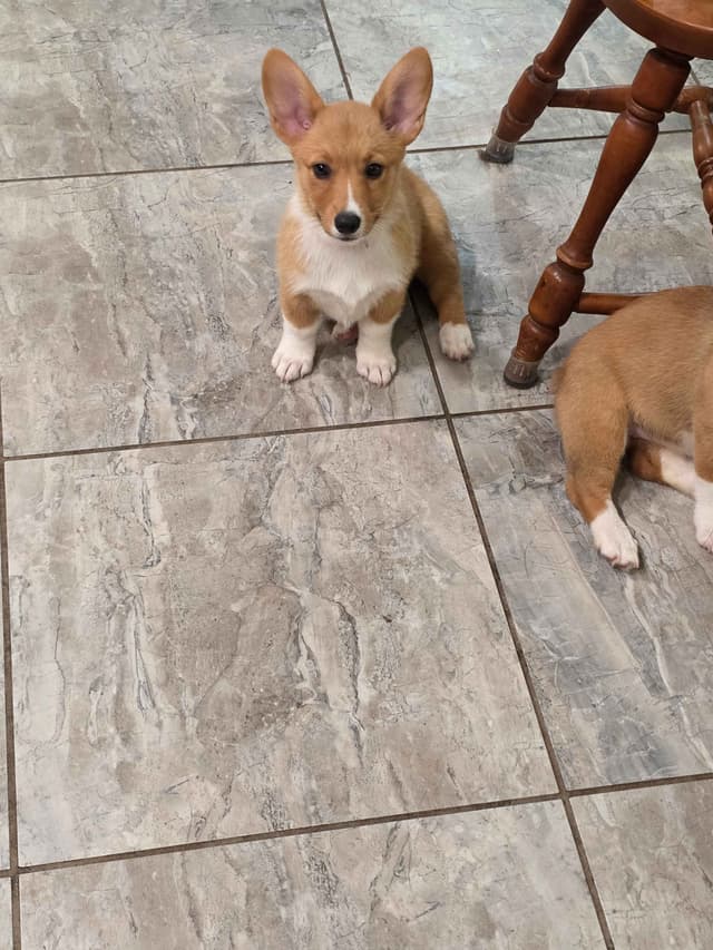 Pembroke Welsh Corgi Puppies media 9