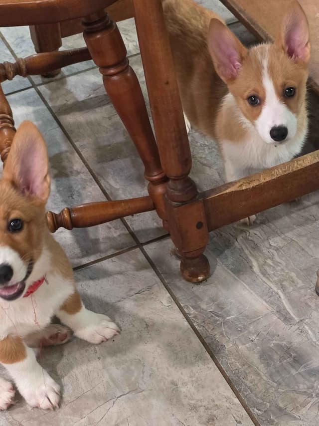 Pembroke Welsh Corgi Puppies media 8
