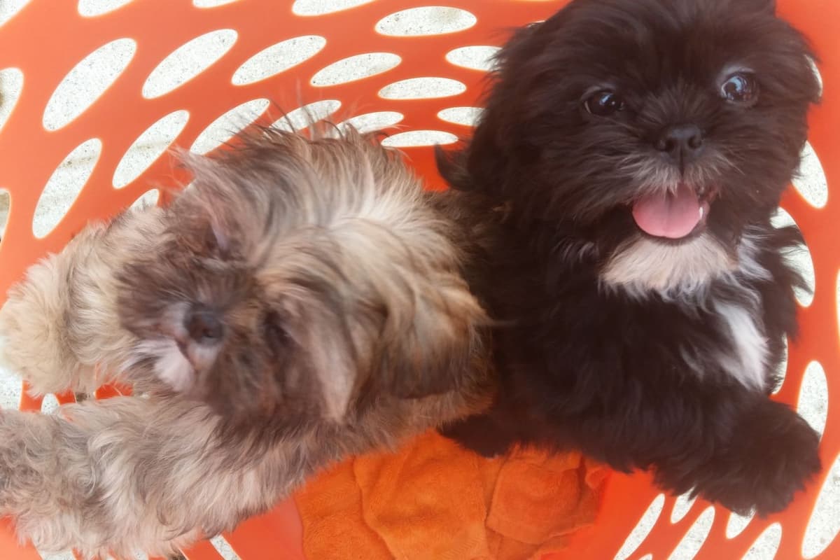 Shih Tzu Puppies breeder image 3