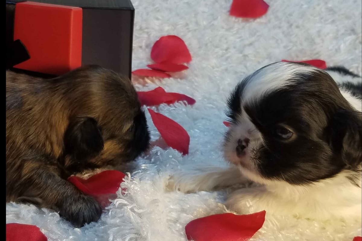 Shih Tzu Puppies breeder image 1