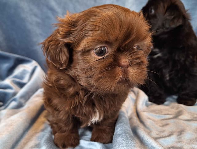 Shih Tzu Puppies media 2