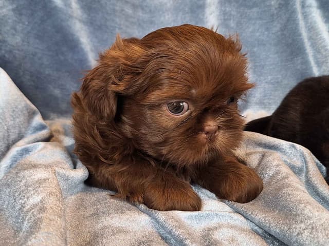 Shih Tzu Puppies media 3