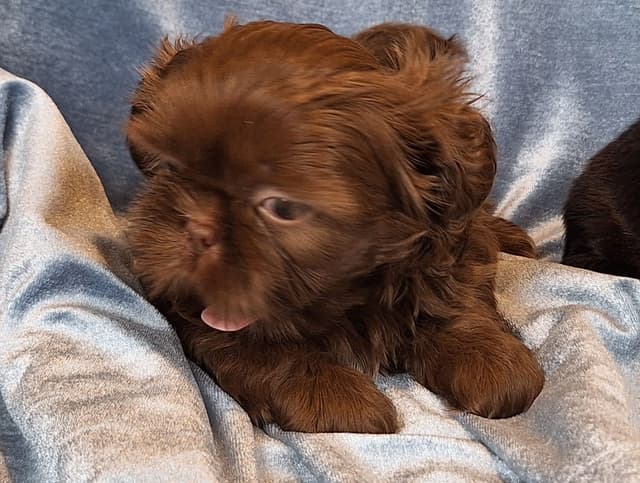 Shih Tzu Puppies media 4