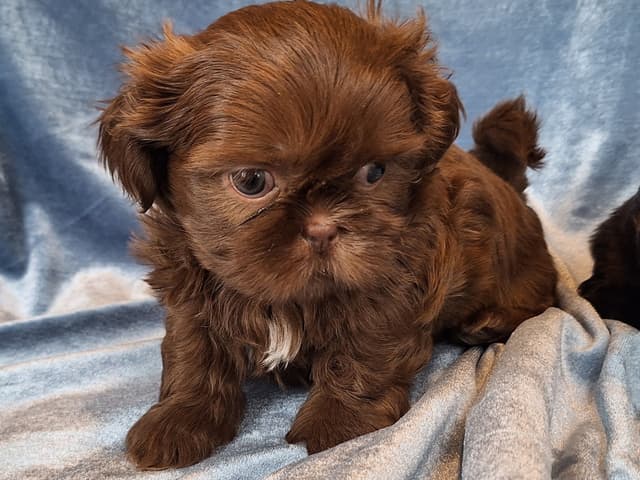 Shih Tzu Puppies media 5