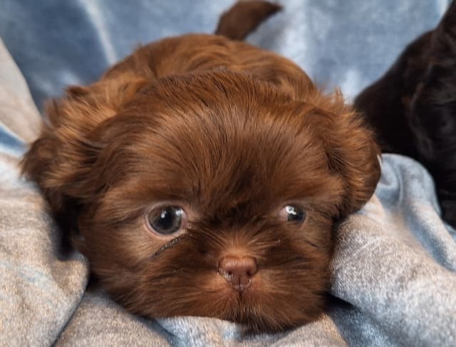 Shih Tzu Puppies media 6