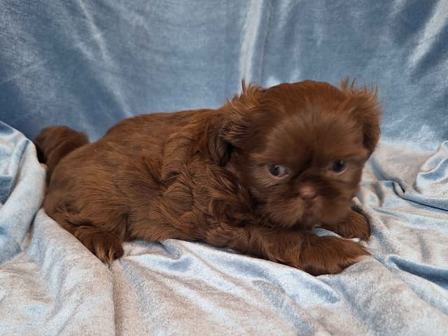 Shih Tzu Puppies media 7