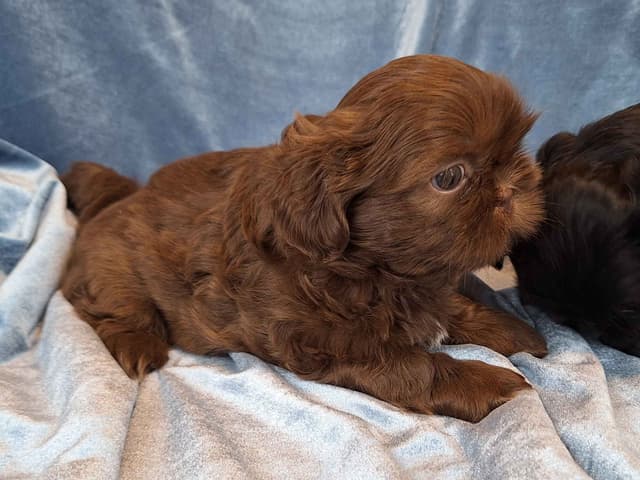 Shih Tzu Puppies media 8