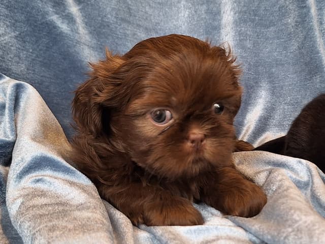 Shih Tzu Puppies media 9