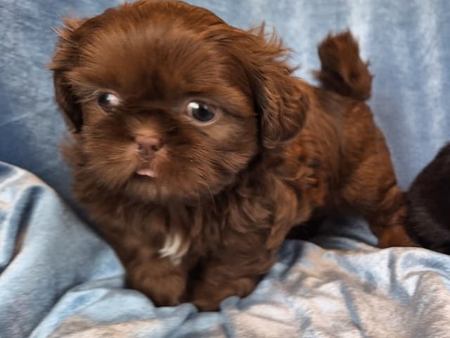 Shih Tzu Puppies media 10
