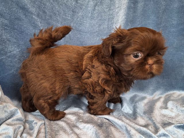 Shih Tzu Puppies media 11