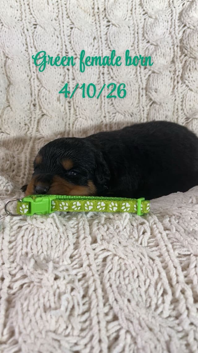 Rottweiler Puppies media 2
