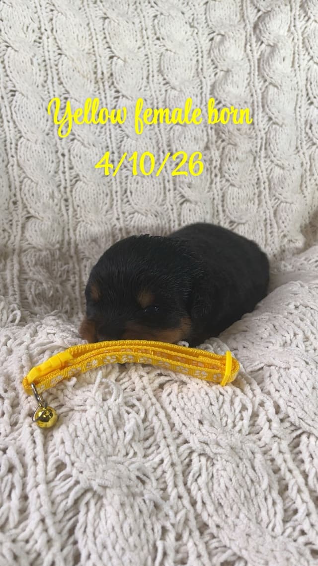 Rottweiler Puppies media 4