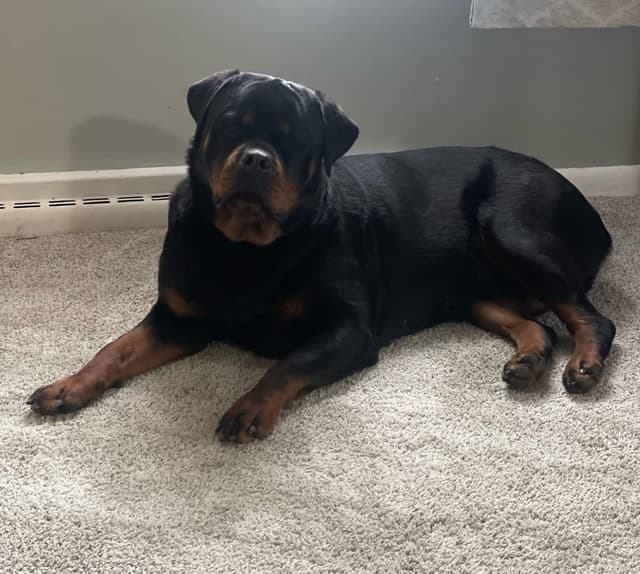 Rottweiler Puppies media 5