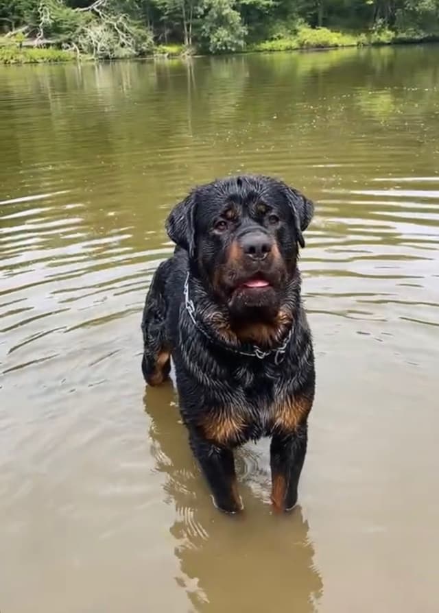 Rottweiler Puppies media 6