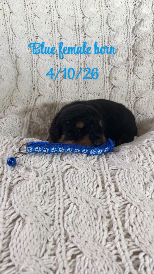 Rottweiler Puppies media 7