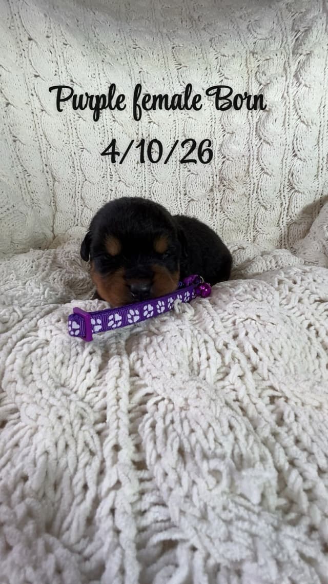 Rottweiler Puppies media 8