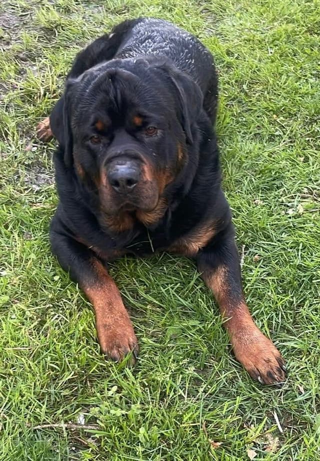 Rottweiler Puppies media 9