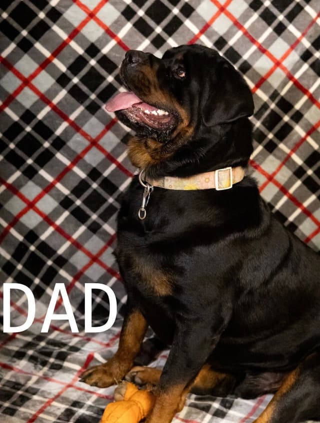 Rottweiler Puppies media 10