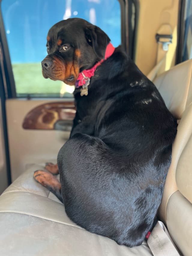 Rottweiler Puppies media 12