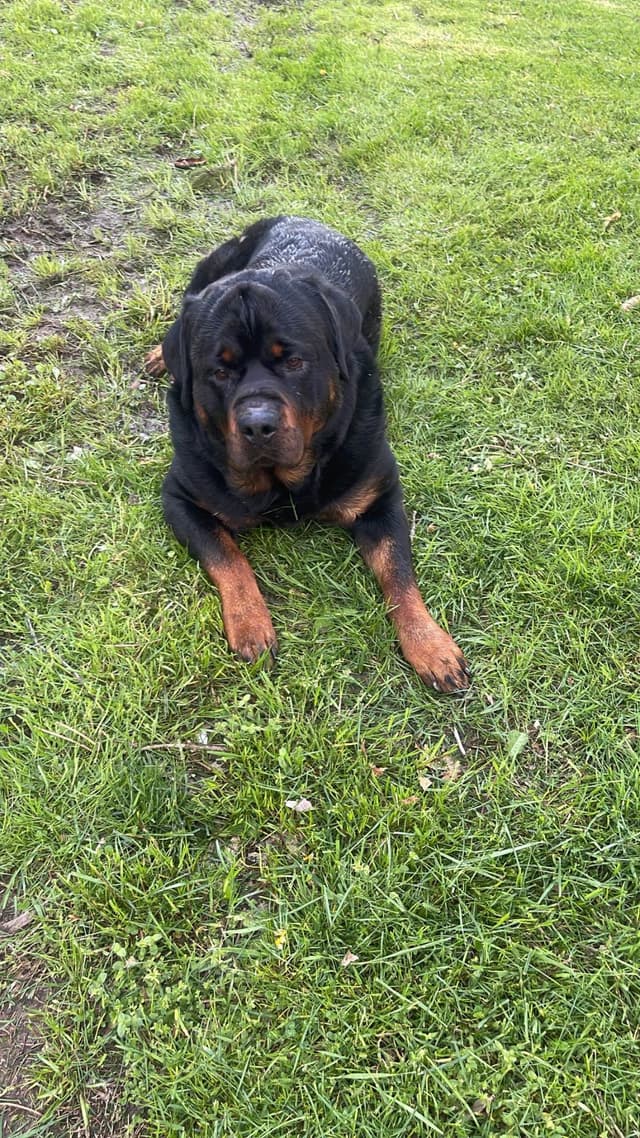 Rottweiler Puppies media 13