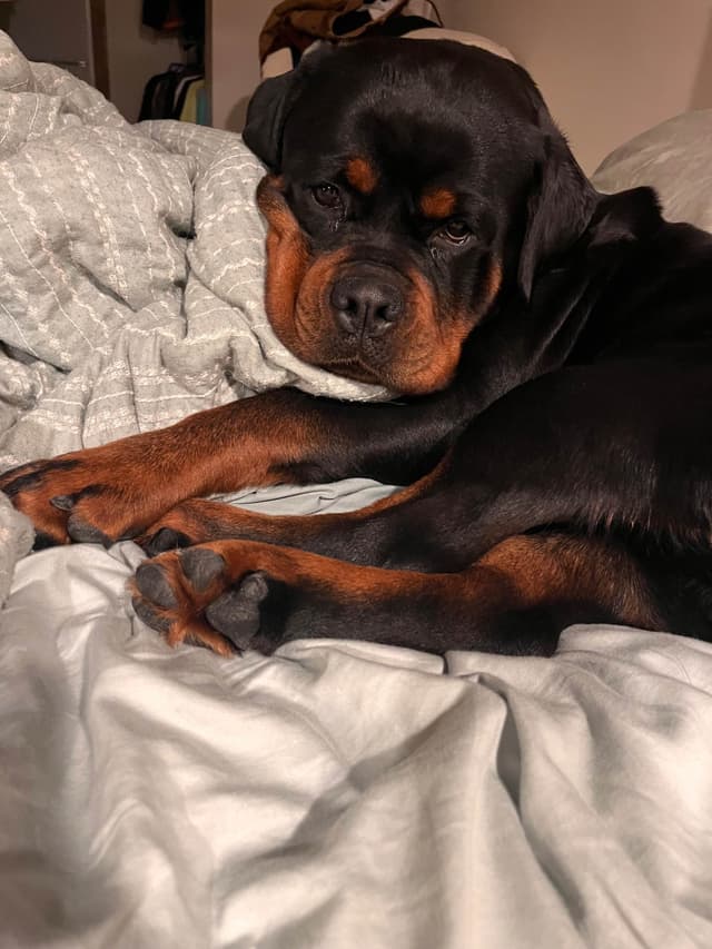 Rottweiler Puppies media 14