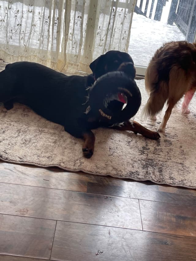 Rottweiler Puppies media 15
