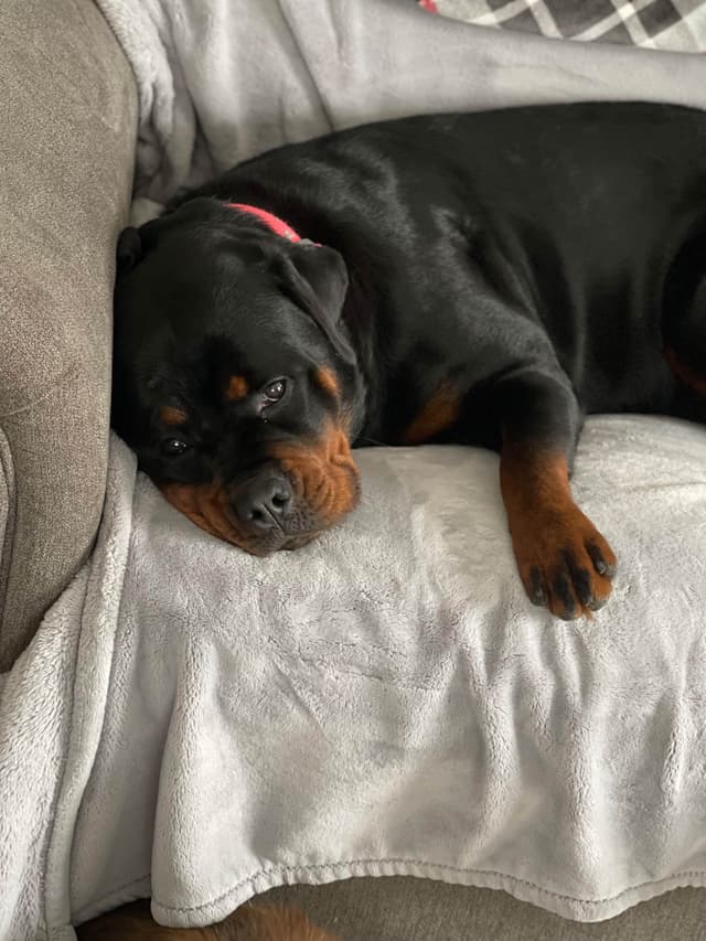 Rottweiler Puppies media 16