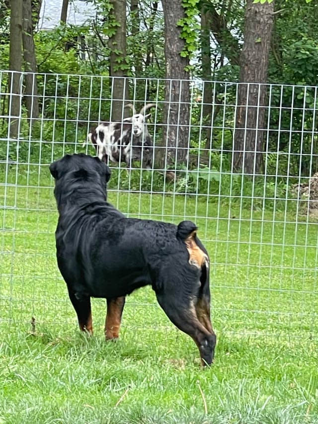 Rottweiler Puppies media 17